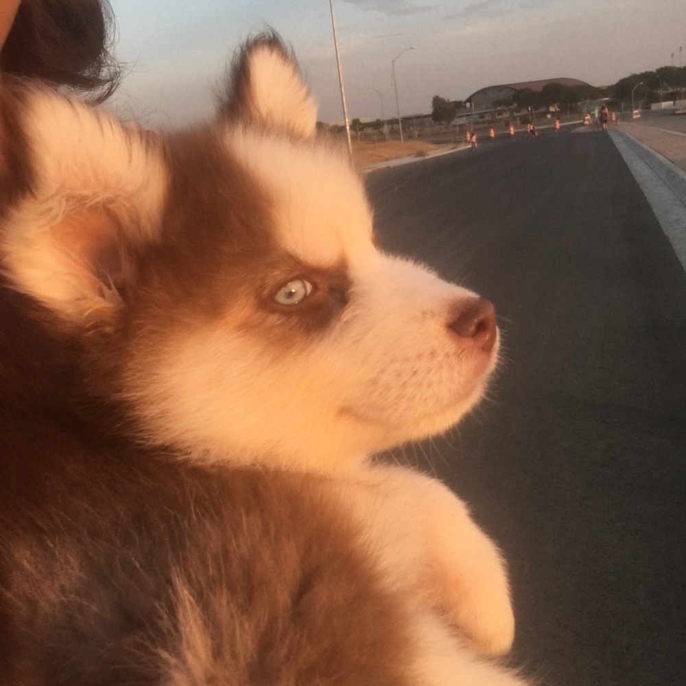 Meet your Posher, Kassandra